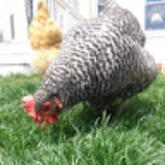 Meet your Posher, E - Picture 1 of 1